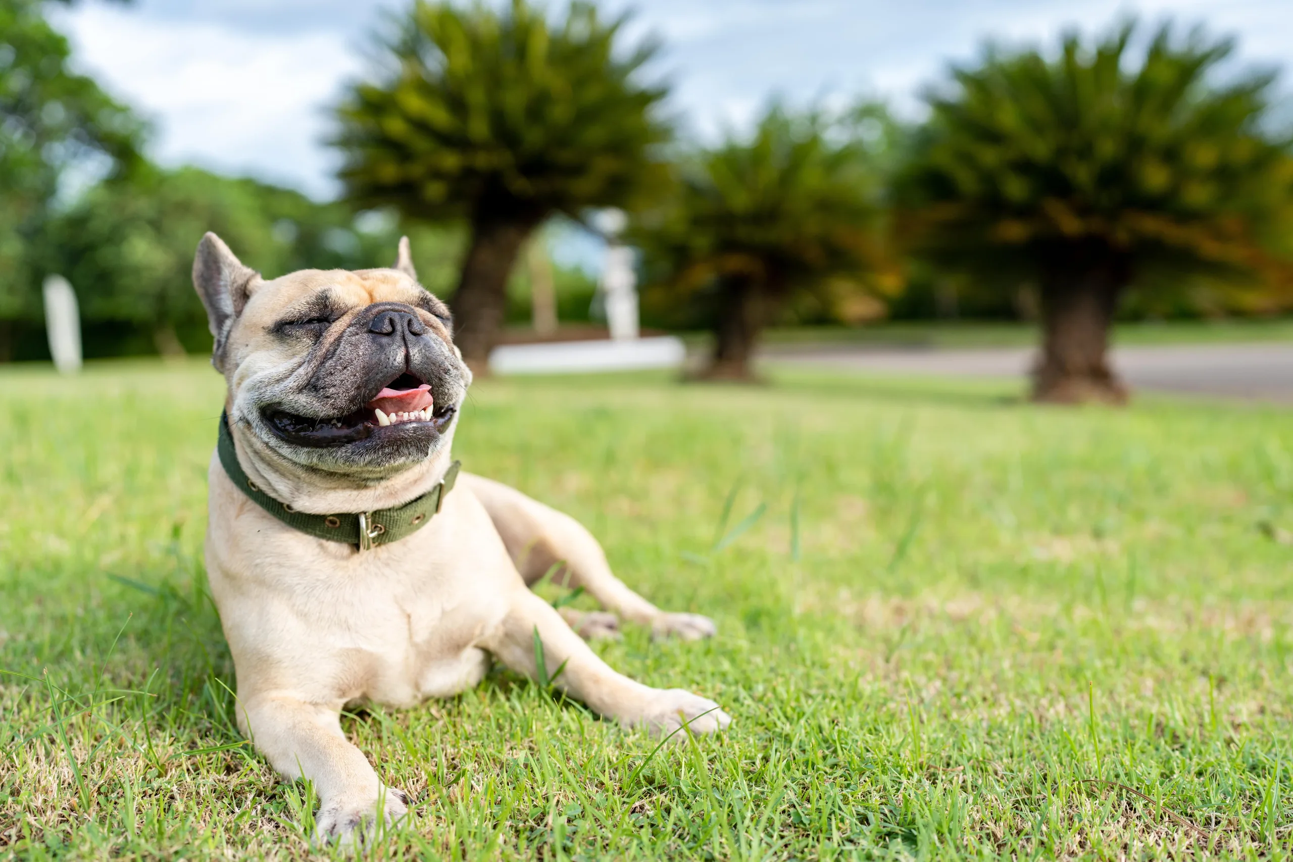 French Bulldog laying in the grass with eyes closed, and mouth open panting and grinning. He is wearing an olive-green buckle collar, and there are tropical trees in the background.